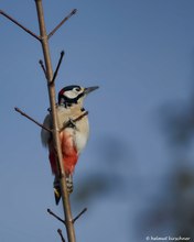 Buntspecht Fotoshooting