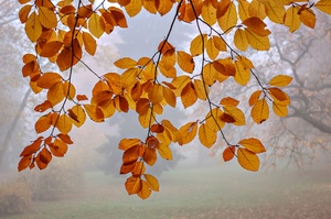 Wenn Herbst auf Nebel trifft ....