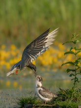 Trauerseeschwalben Nachwuchs