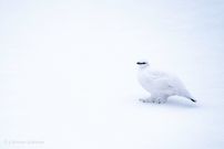 Gar nicht so leicht zu finden