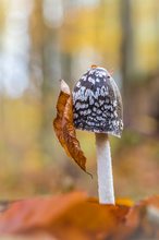 Tintling mit Übergangsmantel