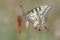 Ein Schwalbenschwanz ...