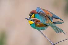 Zweisamkeit auf dünnem Ast