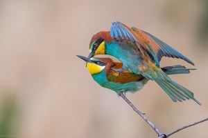 Zweisamkeit auf dünnem Ast