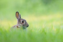 Wildkaninchen Emswiesen