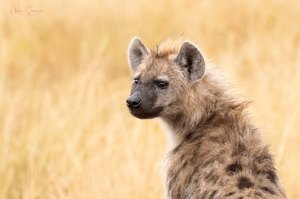 Schöner als ihr Ruf...