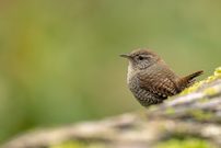 Schwänzchen in die Höh