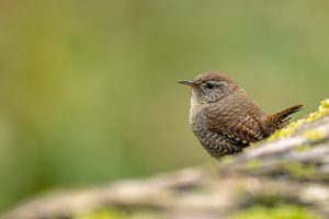 Schwänzchen in die Höh