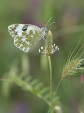 Resedafalter im Lebensraum