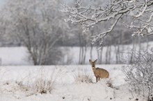 Reh im Schnee