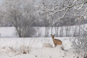 Reh im Schnee