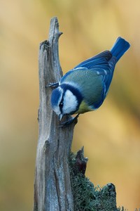 herbstliche Blaumeise