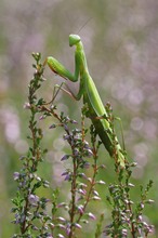 Mantis in der Heide