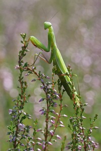 Mantis in der Heide