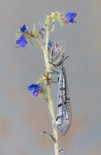 Die Ameisenjungfer....