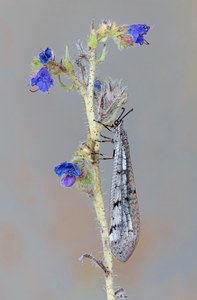 Die Ameisenjungfer....