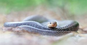 Zamenis longissimus....