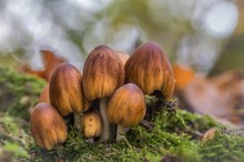 Glimmertintlingsfamilie