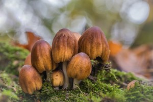 Glimmertintlingsfamilie