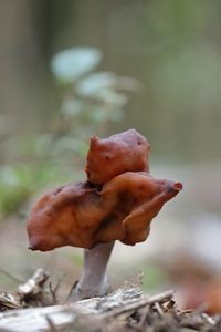 Bischofsmützen-Lorchel