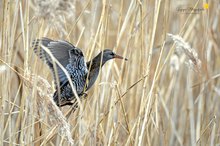 Es raschelt im Schilf ...