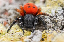 ~Kleine Schönheit ~ ~