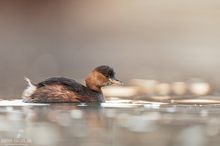 Zwergtaucher auf dem Wasser