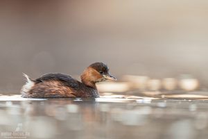 Zwergtaucher auf dem Wasser
