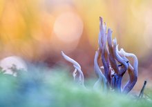 Geweihförmige Holzkeule