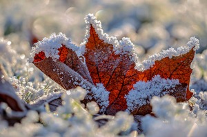 Nebel, Frost, Wind und Sonne schaffen kleine....