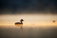 Zwergtaucher am Morgen