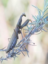 Die letzte Gottesanbeterin...