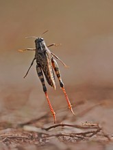 die Rotflügelige Ödlandschrecke (Oedipoda germanica)