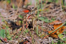 Für Stefan noch eine rote Oedi
