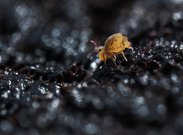 Bunter Kugelspringer