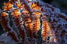 Farn-Reif-Licht-Kunst