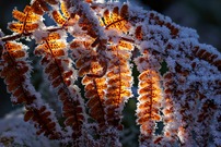 Farn-Reif-Licht-Kunst