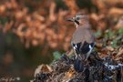 Herbst - Eichelhäher