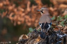 Herbst - Eichelhäher