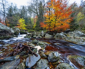Zur leuchtenden Buche