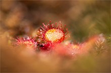 Rundblättriger Sonnentau