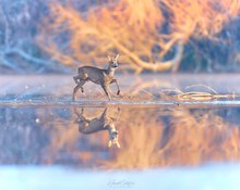 Eiskalt und brennheiß