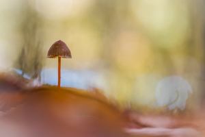 Einsam im Licht des Waldes