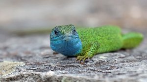"Blauer Smaragd" - Lacerta Viridis