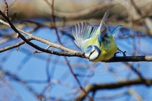 Invasion der Blaumeisen