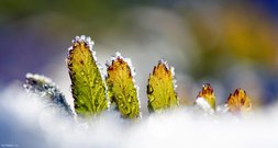 Sechs kleine Farn Zwerge ..