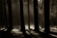 Sonne trifft auf Bodennebel ...