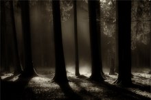 Sonne trifft auf Bodennebel ...