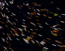 Der Herbst ist zu Ende