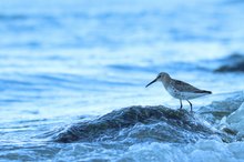 Alpi am Ostseestrand